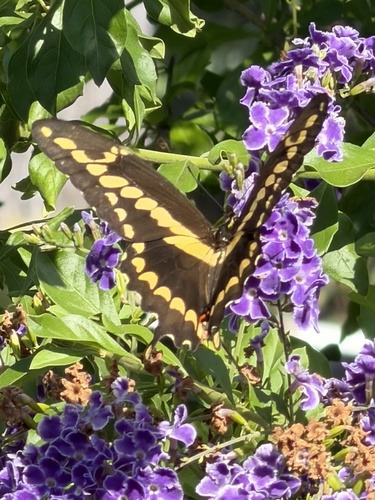 Western Giant Swallowtail