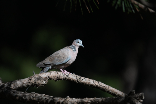 Spotted Dove
