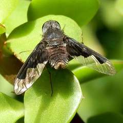 Anthrax dolabratus