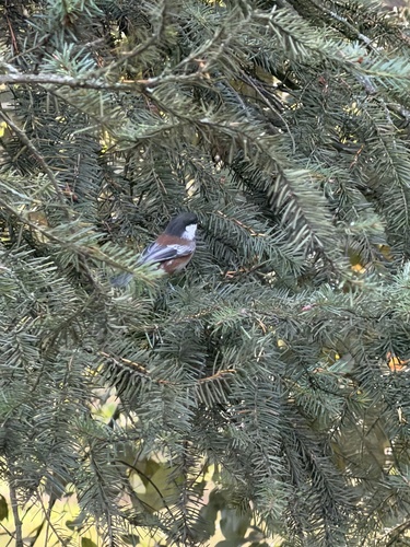 Chestnut-backed Chickadee