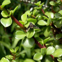 Anthrax dolabratus