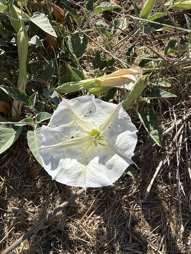 Sacred Datura