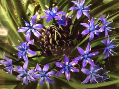Scilla peruviana