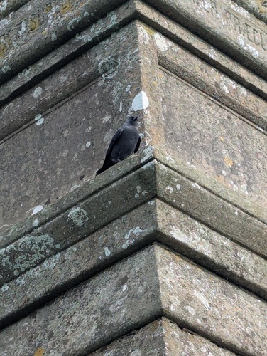 Eurasian Jackdaw