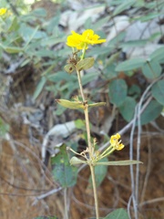 Aspicarpa hirtella
