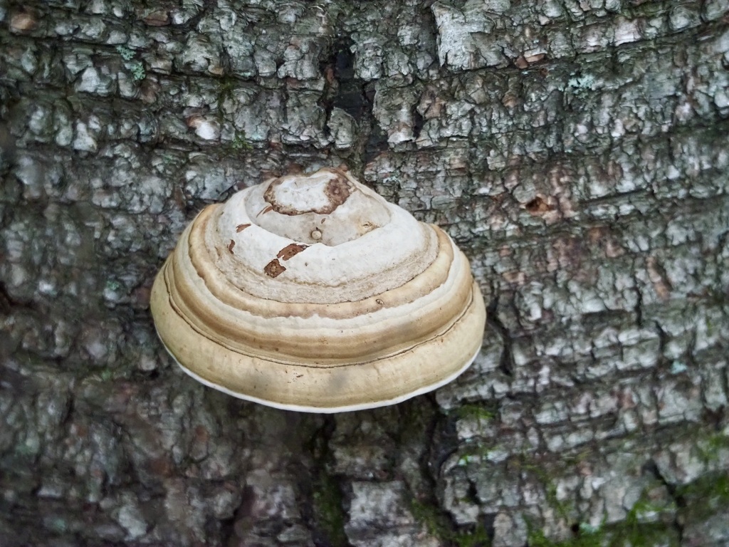 Hoof Fungus · October 2026 · photo: Photo: (c) Thomas Boe, some rights reserved (CC BY) · iNaturalist