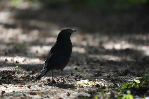 Chinese Blackbird