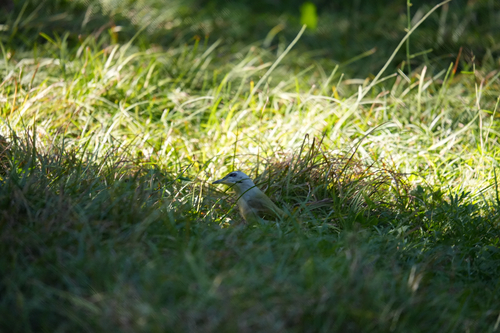 Grey-headed Woodpecker