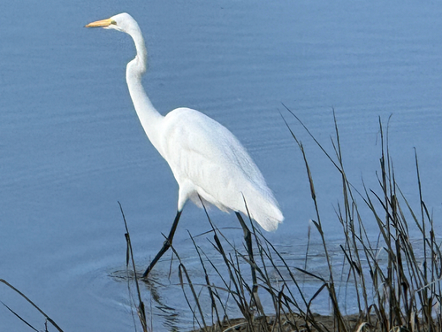 Great Egret
