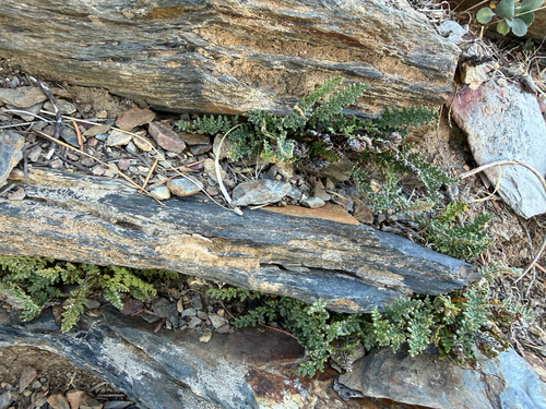 lace lip fern