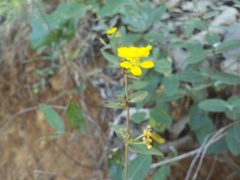 Aspicarpa hirtella