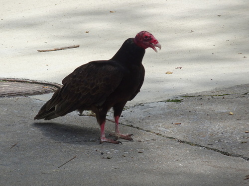 Turkey Vulture photographed in Kansas