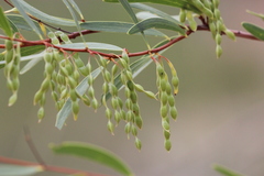 Acacia multisiliqua
