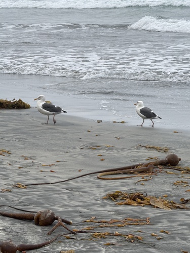 Western Gull