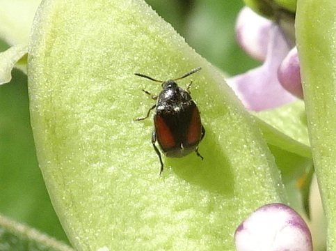 Sennius cruentatus