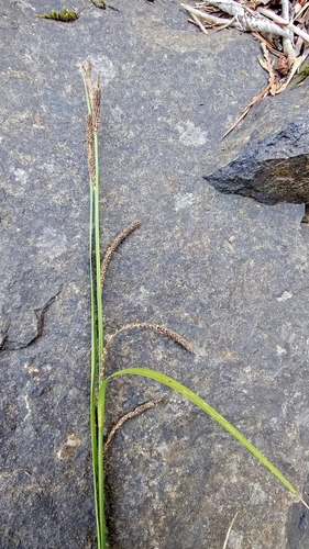 Carex aquatilis observed 2026-09-29