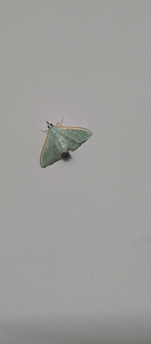 Arthroschista hilaralis