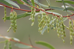 Acacia multisiliqua