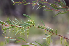 Acacia multisiliqua