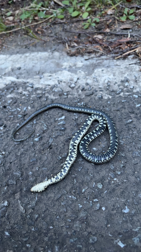 grass snake