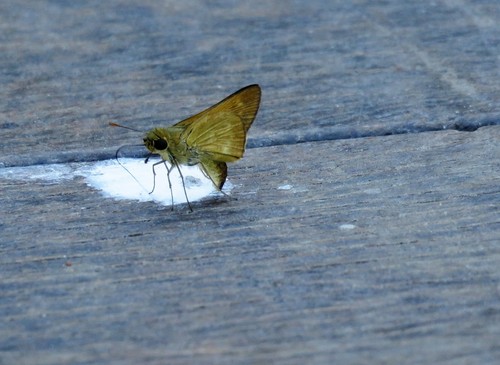 Mellana eulogius