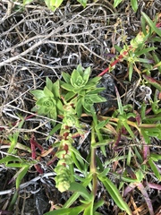 Dudleya farinosa