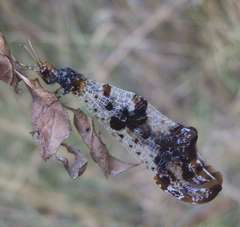 Periclystus circuiter