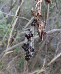 Periclystus circuiter