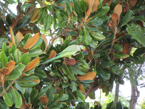 Cotorra de Kramer (Psittacula krameri)