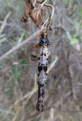 Periclystus circuiter