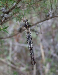 Periclystus circuiter