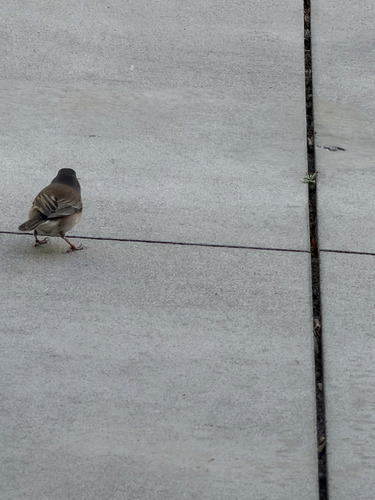 Dark-eyed Junco