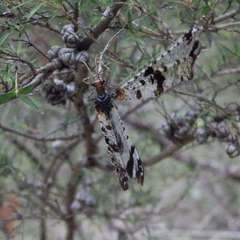 Periclystus circuiter