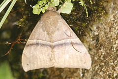 Ophisma