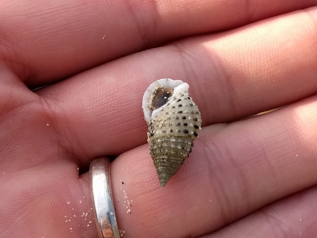 Clypeomorus petrosa