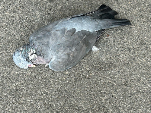 Common Wood-Pigeon