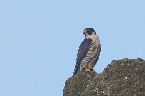 Peregrine Falcon