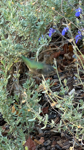 Anna's Hummingbird