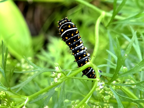 Black Swallowtail