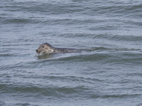 Grey Seal