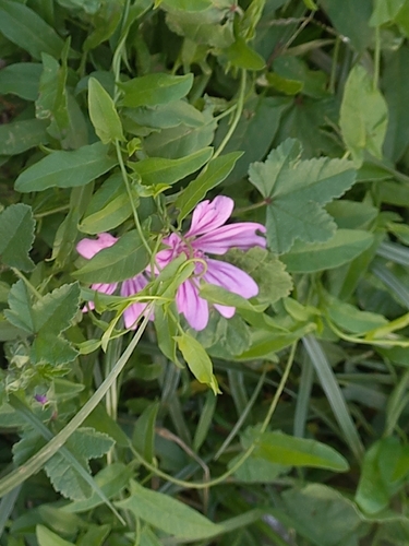 Common Mallow