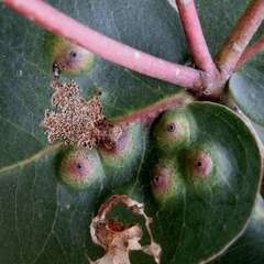 Opisthoscelis beardsleyi