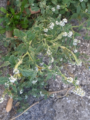 European heliotrope