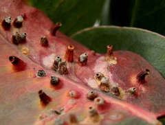 Opisthoscelis beardsleyi