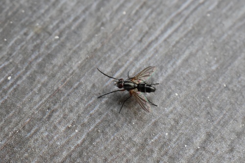 Mintho rufiventris