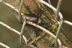 Sphaenognathus alticollis