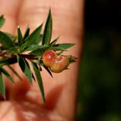 Eremococcus turbinatus