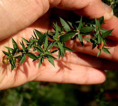 Eremococcus turbinatus