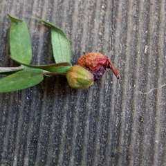 Eremococcus turbinatus