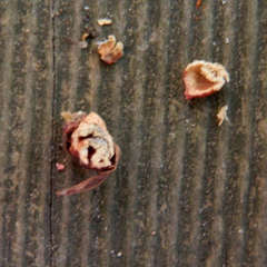 Eremococcus turbinatus